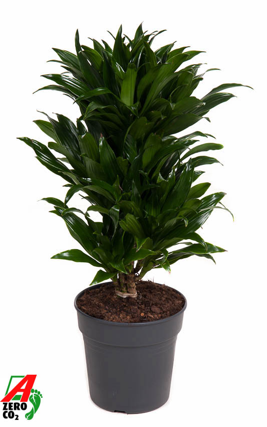 Picture of Dracaena compacta branched P21 70CM