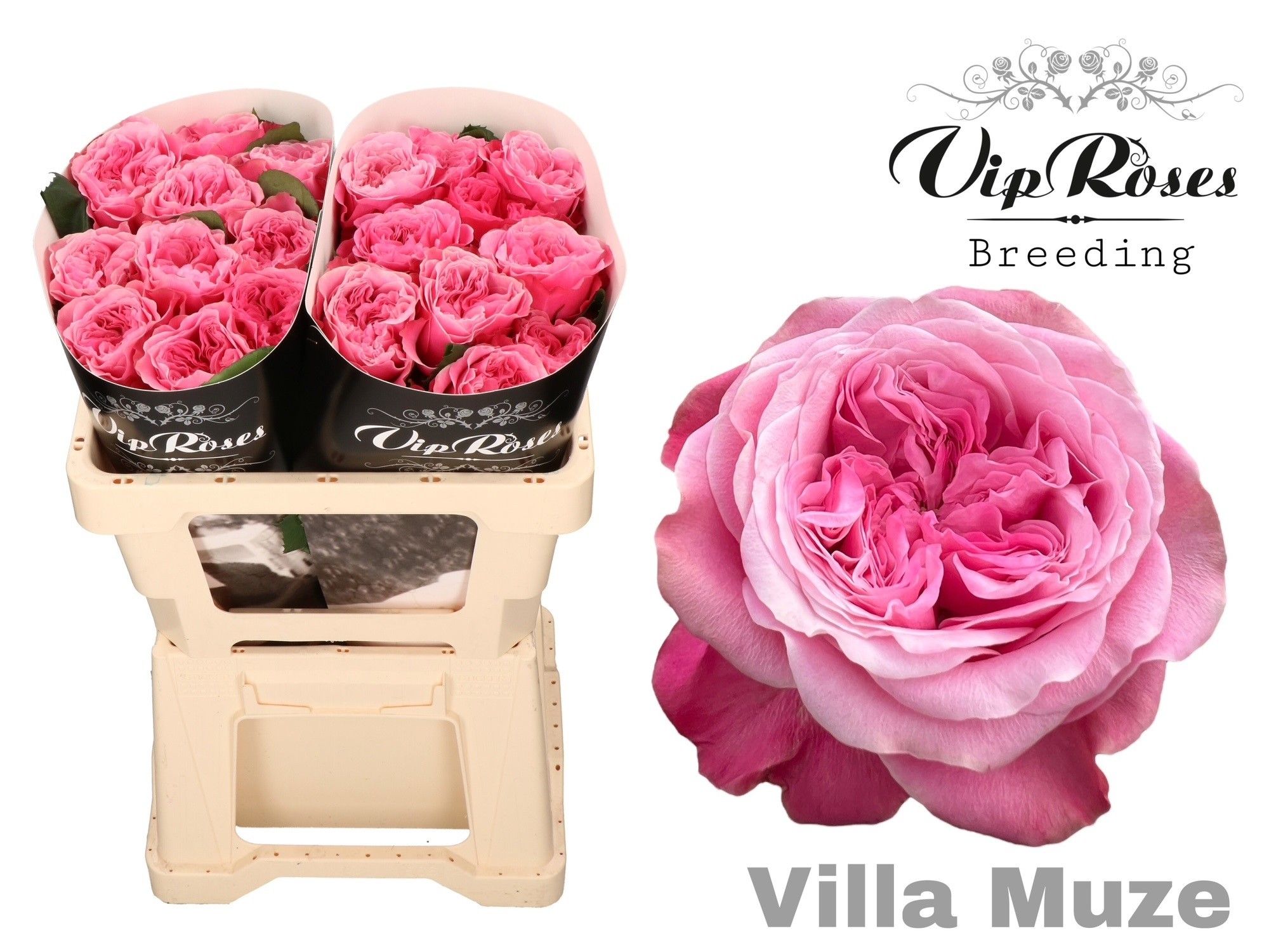 R Gr Villa Muze