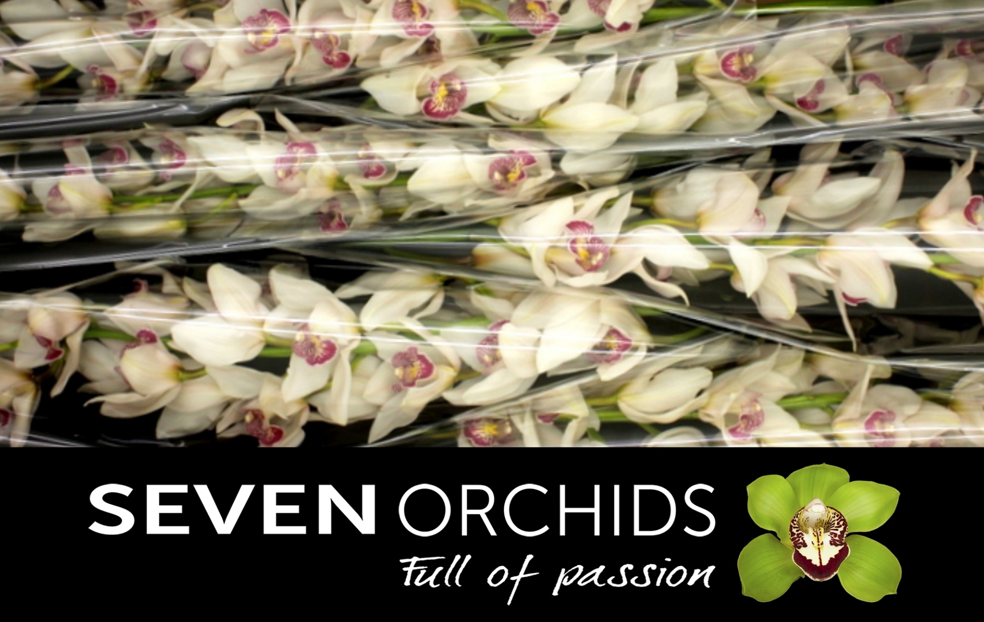 Cymbidium Time Out 12/15bl