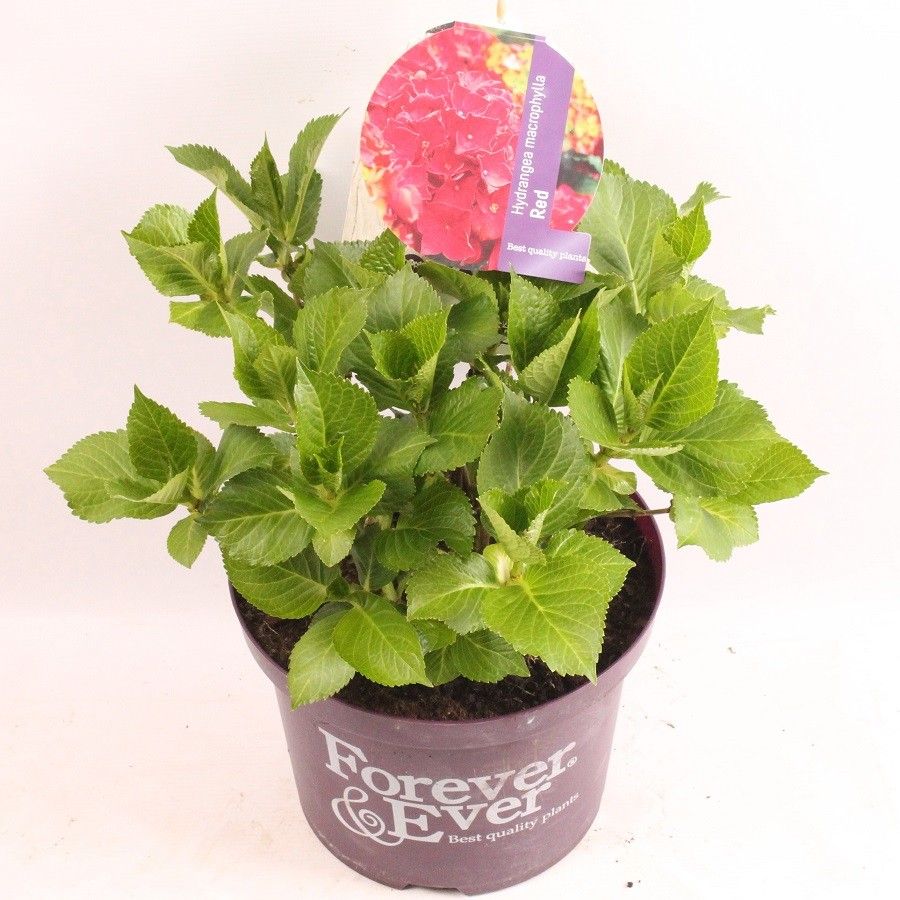 Hydrangea macrophylla Forever & Ever Red