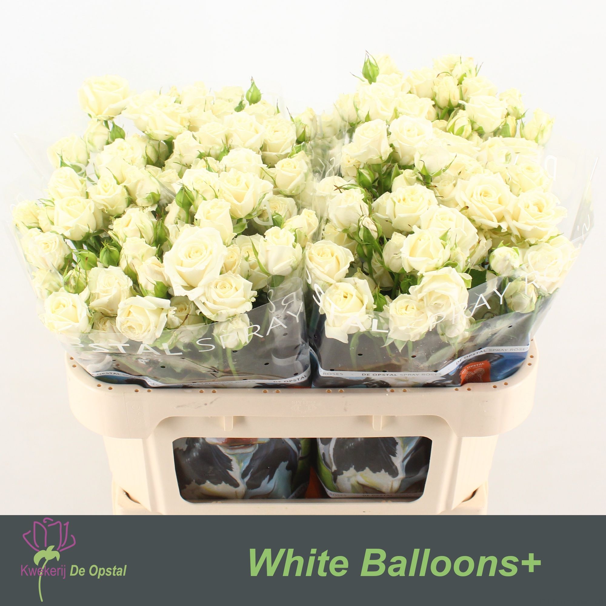 Rosa Spr White Balloons 70cm