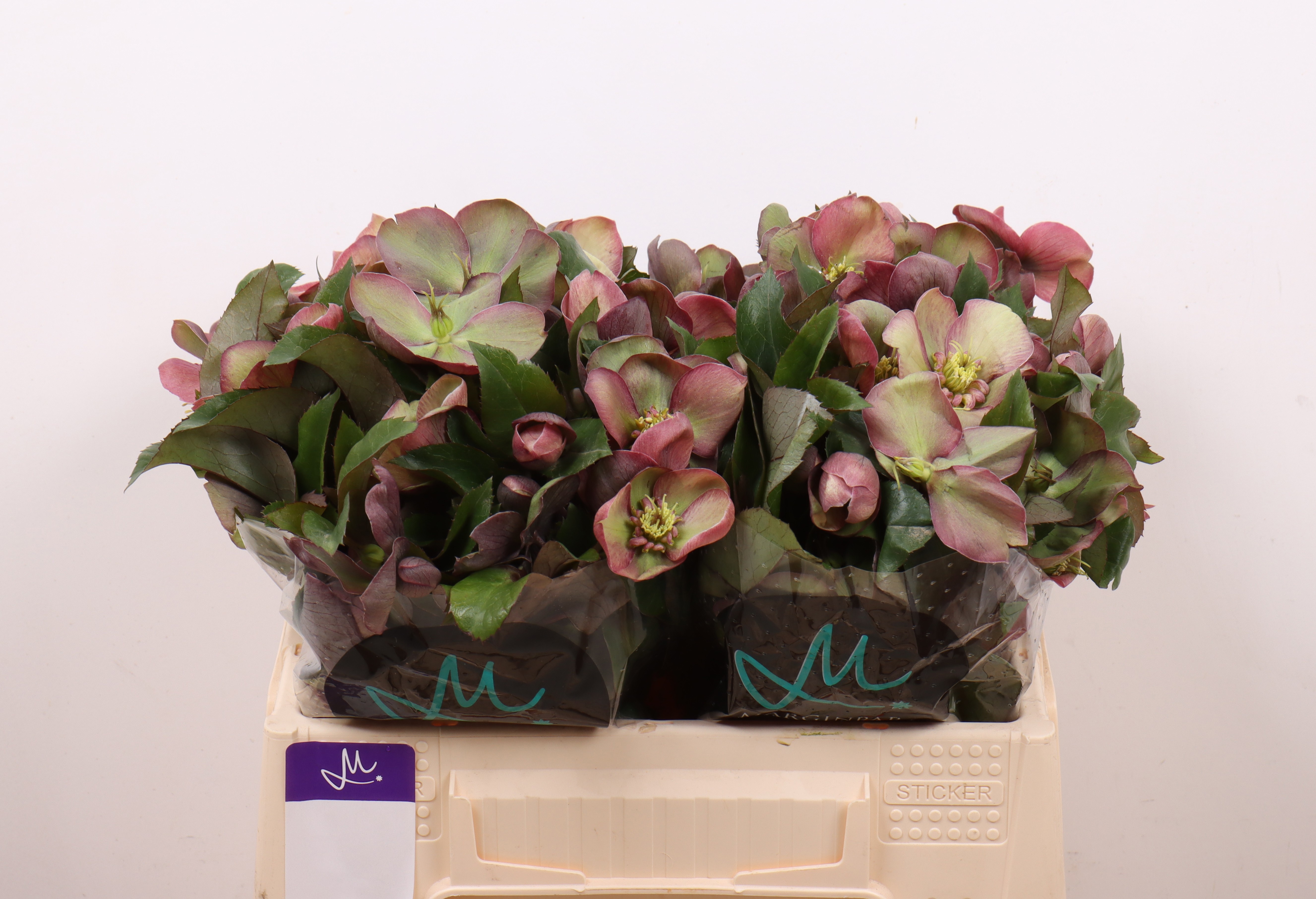 Hell Classic Grace 35cm
