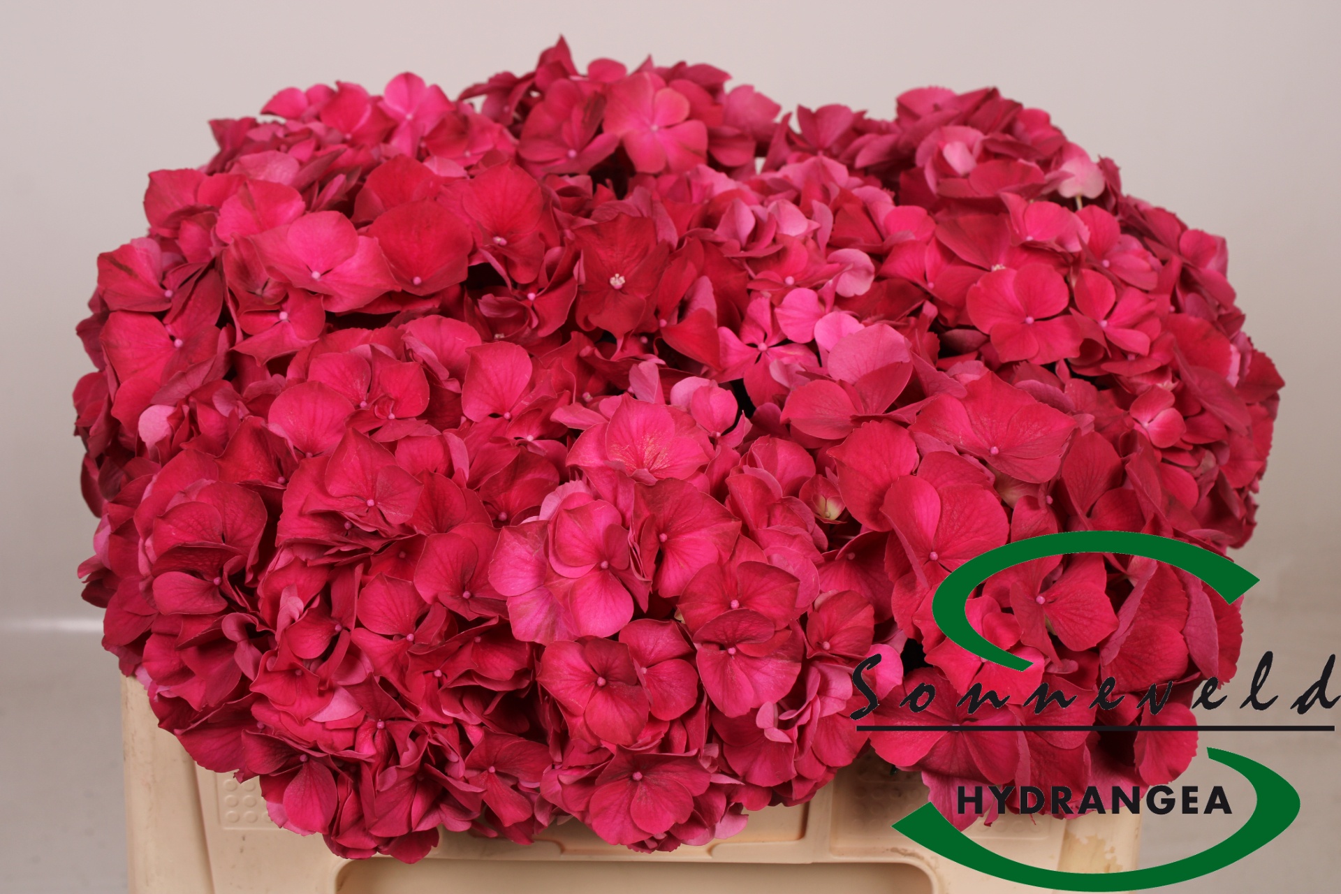 Hydrangea Rubyred 50cm Ø12-15cm