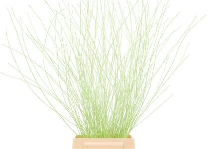 Betula Bs Kleurbeh
