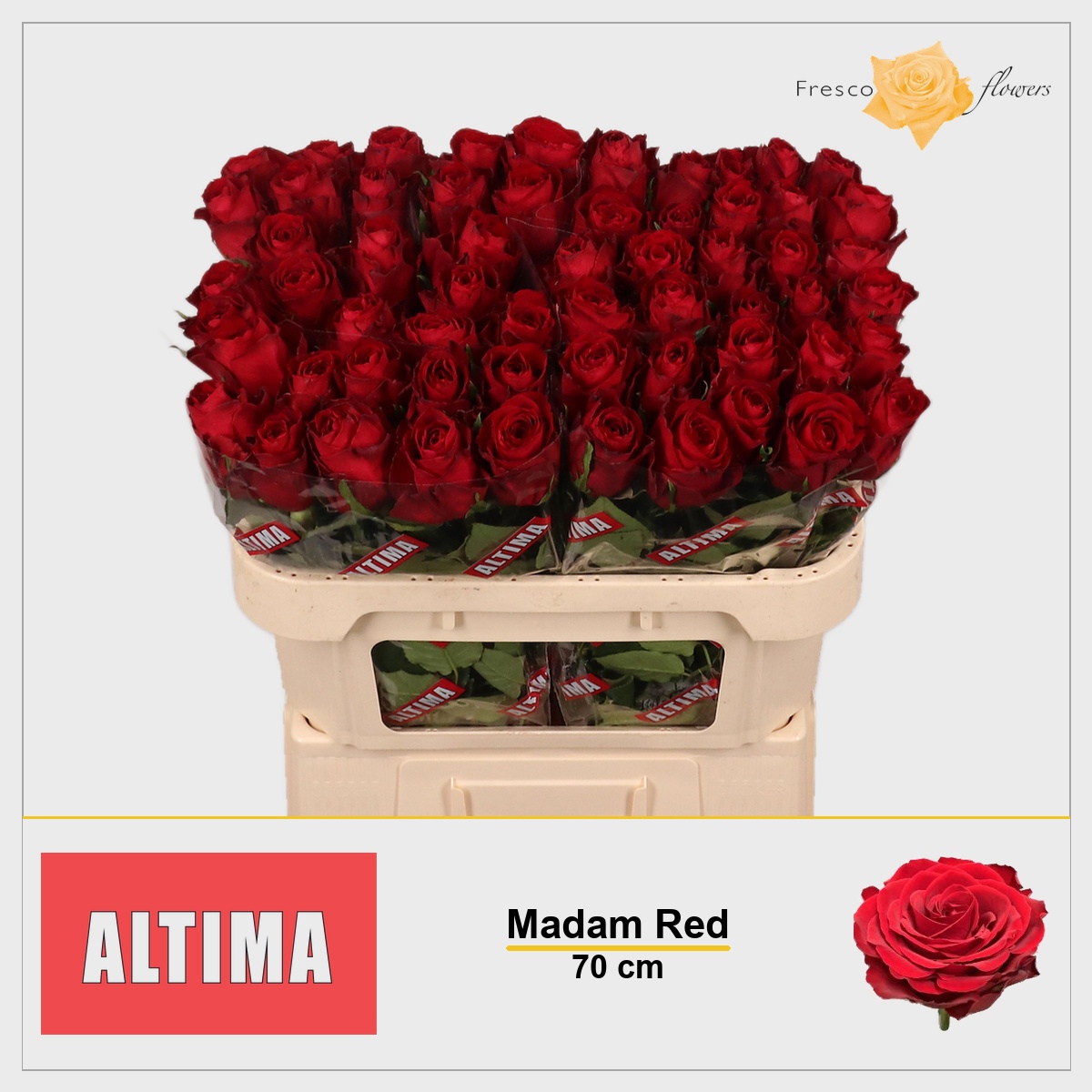 Rosa Madam Red 70cm