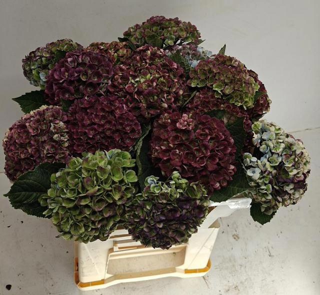 Hydrangea Revolution Pink/green 50cm 12Ø