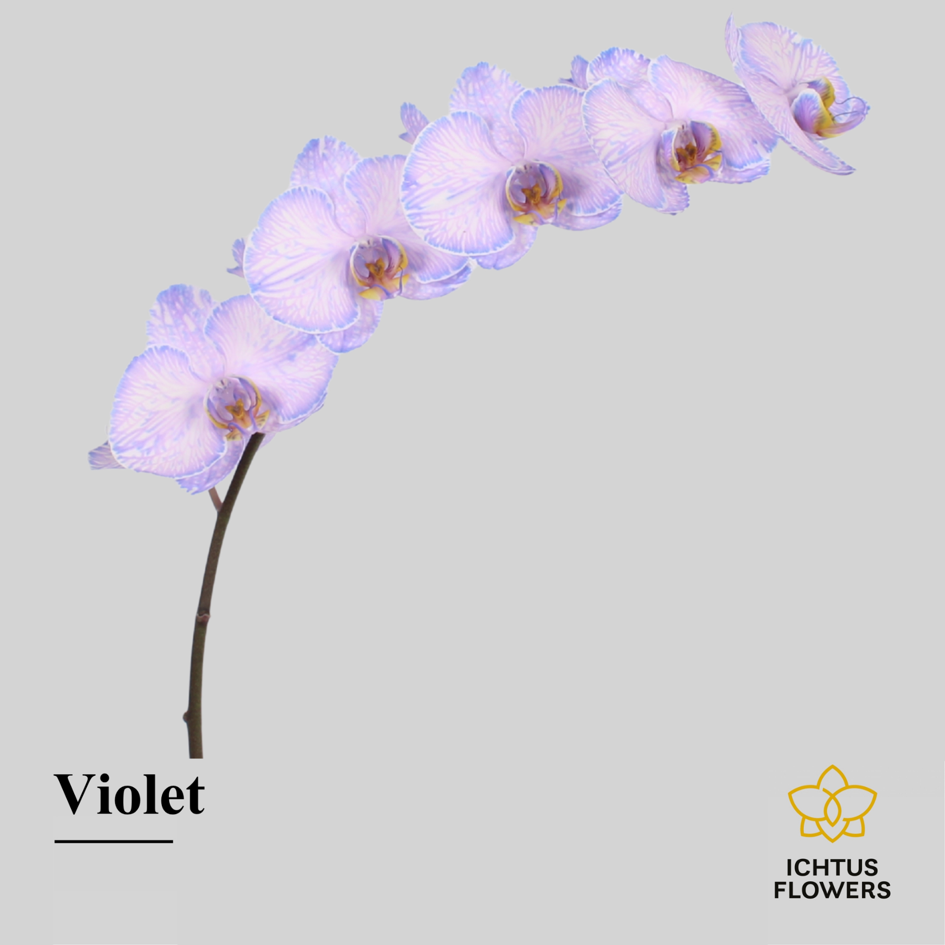 Phal Painted Violet Tak 7-9