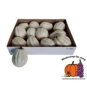 Cucurbita Baby Boo