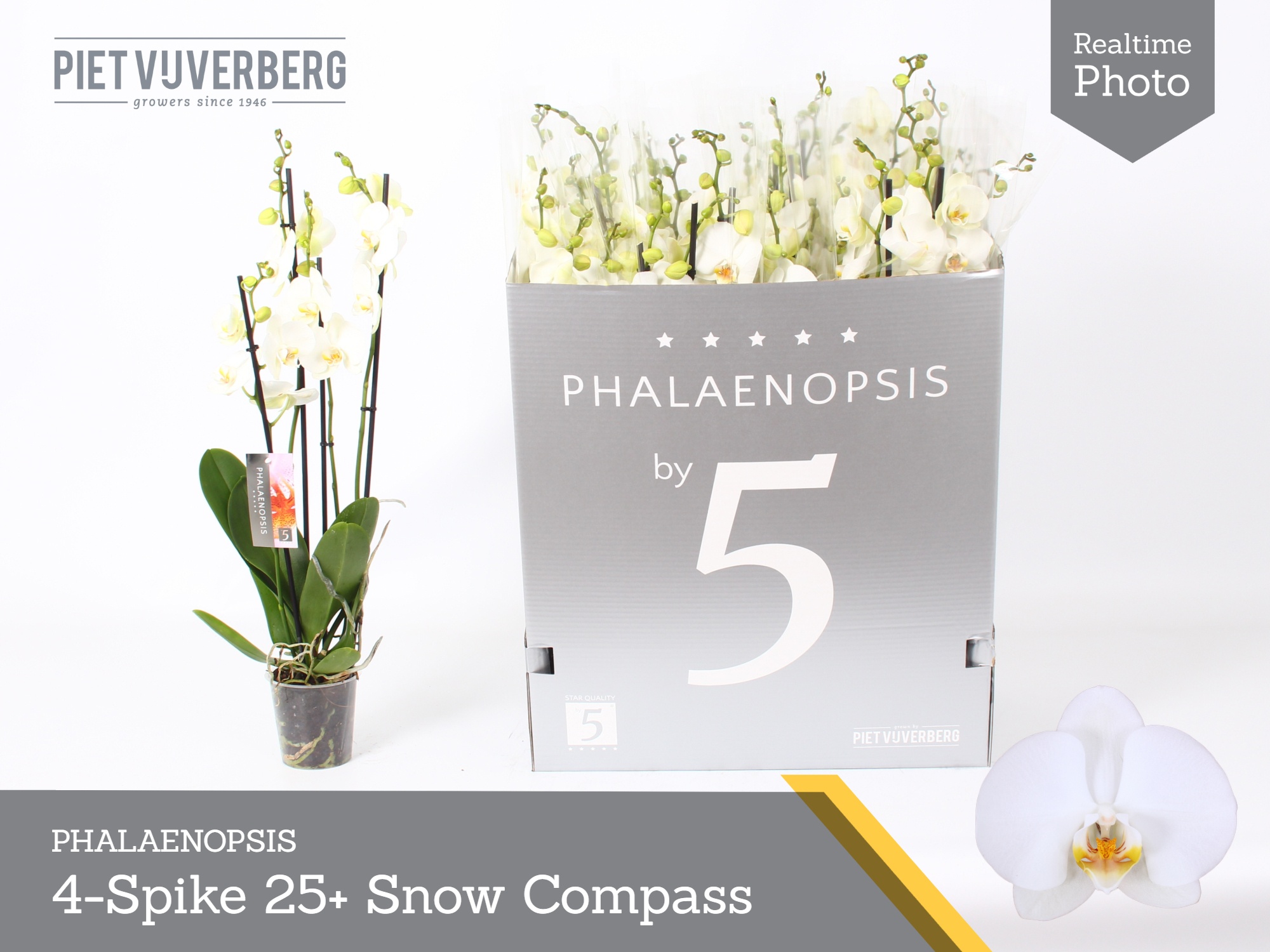 Phal Ov Wit 12P 70H 4TAK 25bloem 23bloei