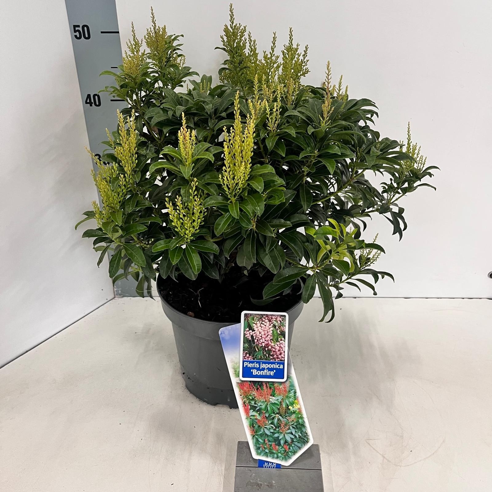 Picture of Pieris jap. 'Bonfire'