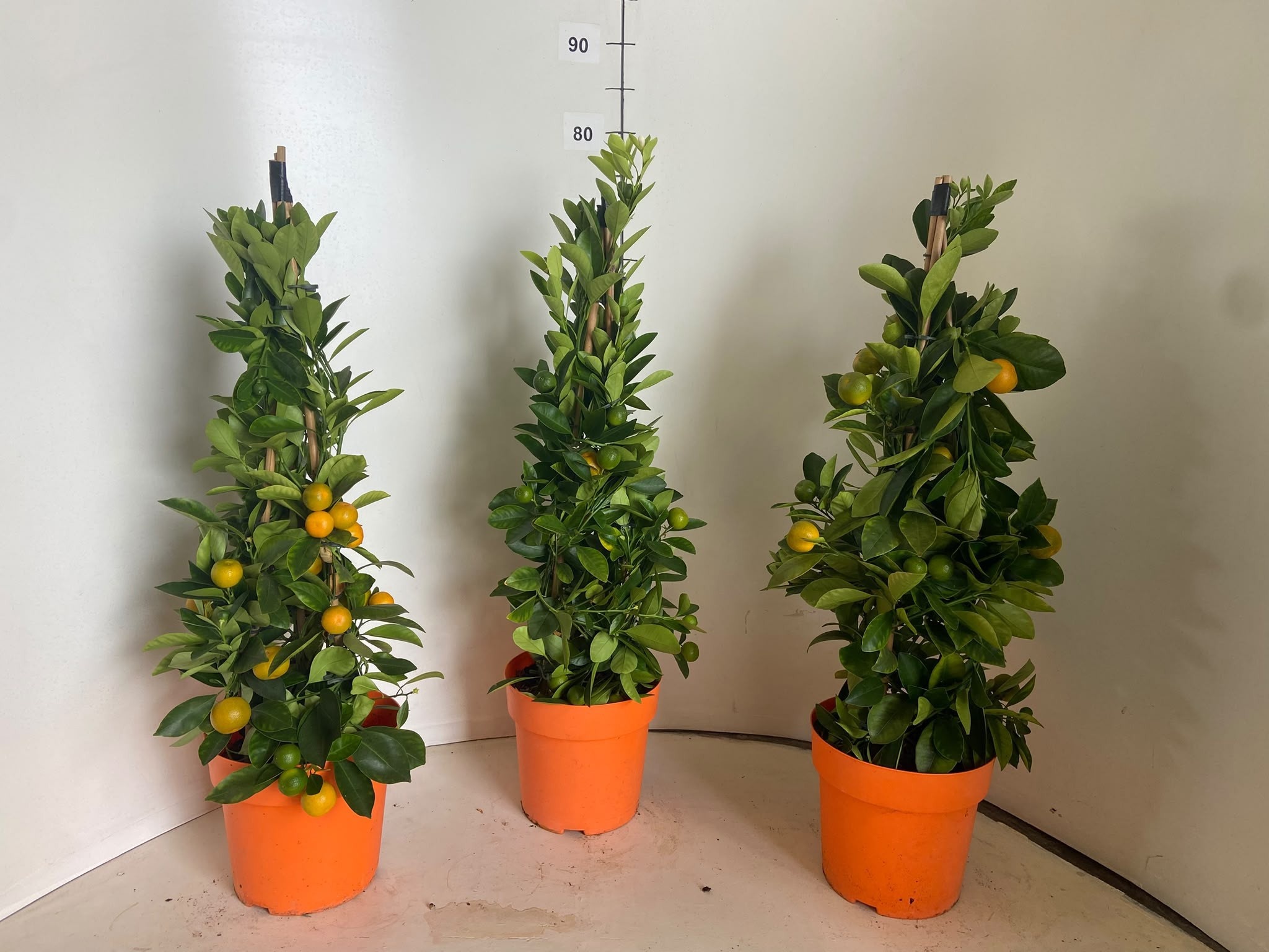 Citr X Microcarpa 19Ø 70cm