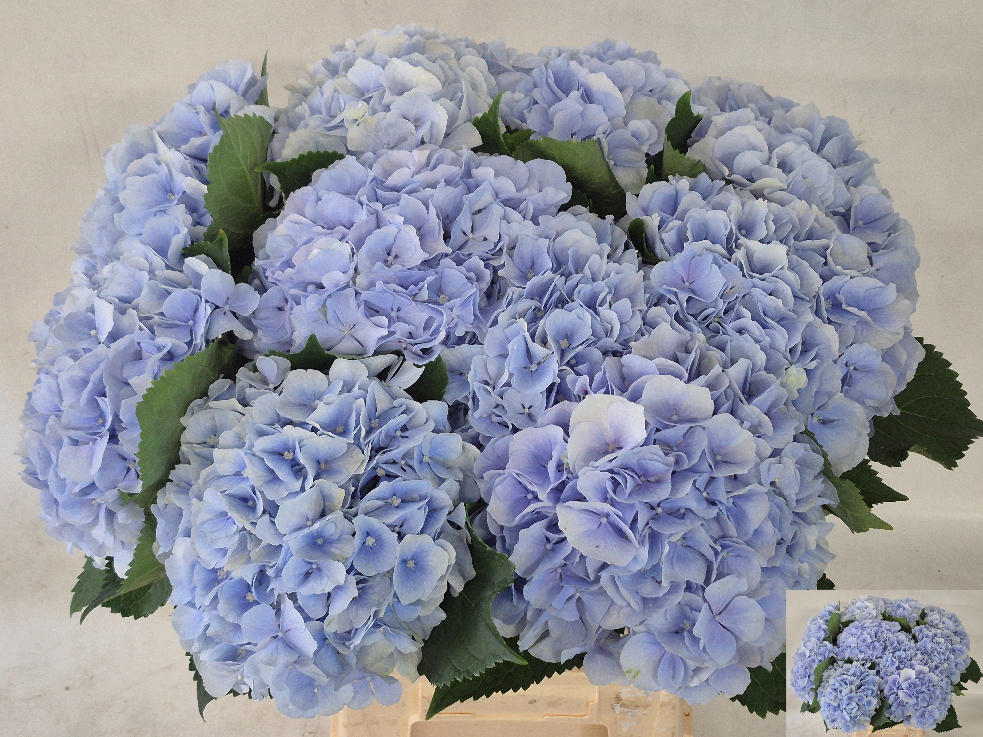 Hydr M Verena Bl