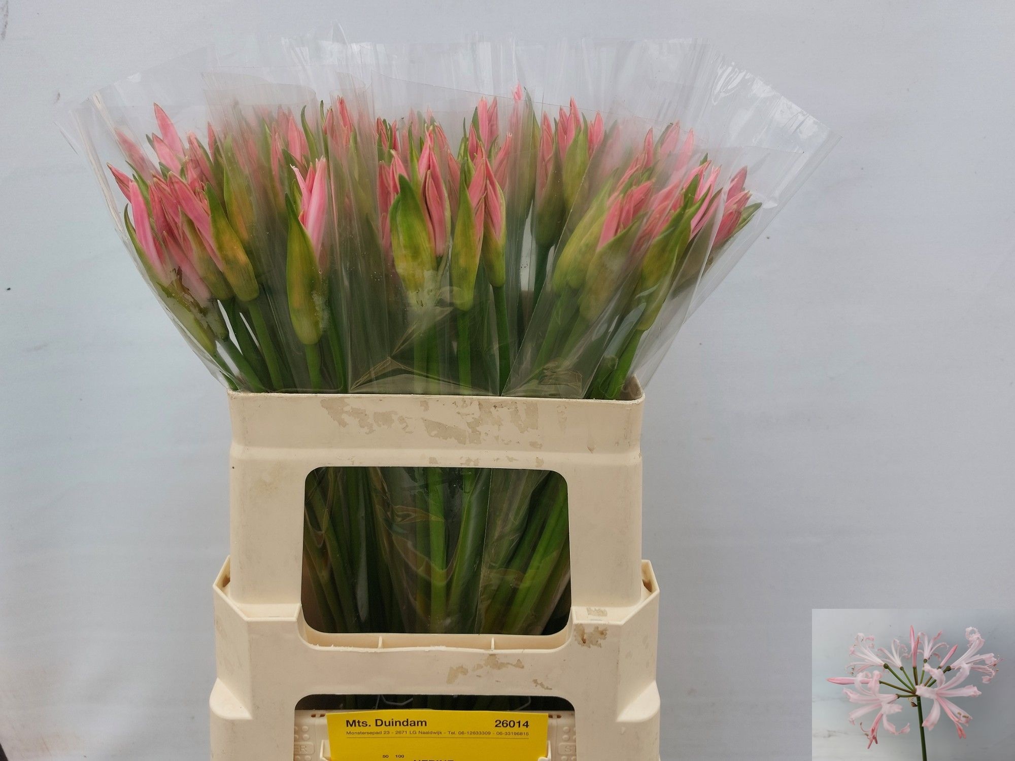 Nerine Vesta K 60cm