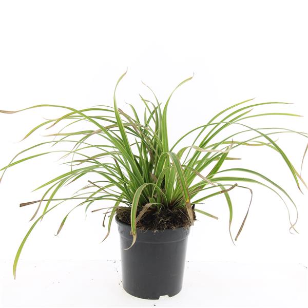 Picture of Carex morrowii Ice Dance P14