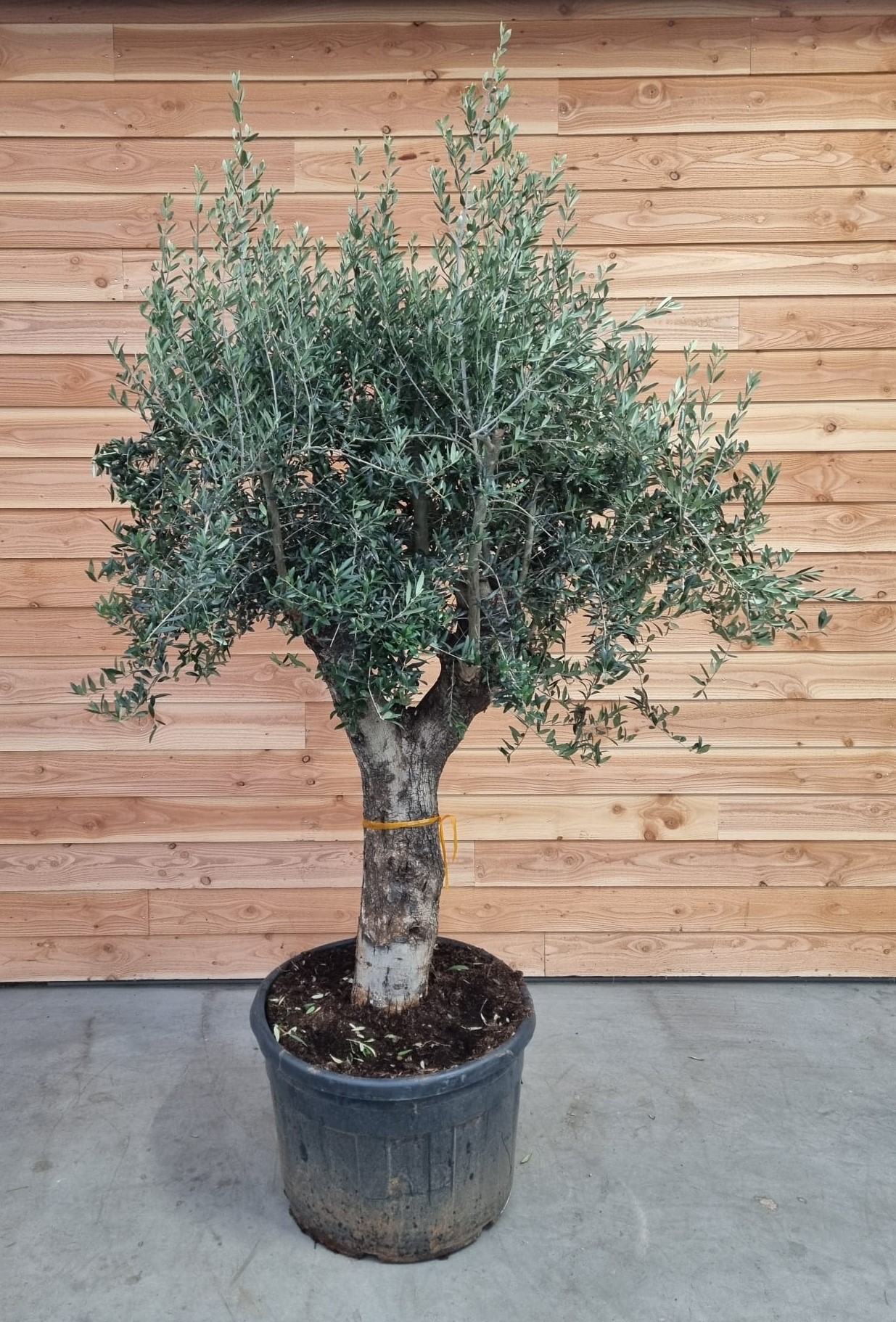 Picture of Olea europaea P80 300CM (LOOSE)