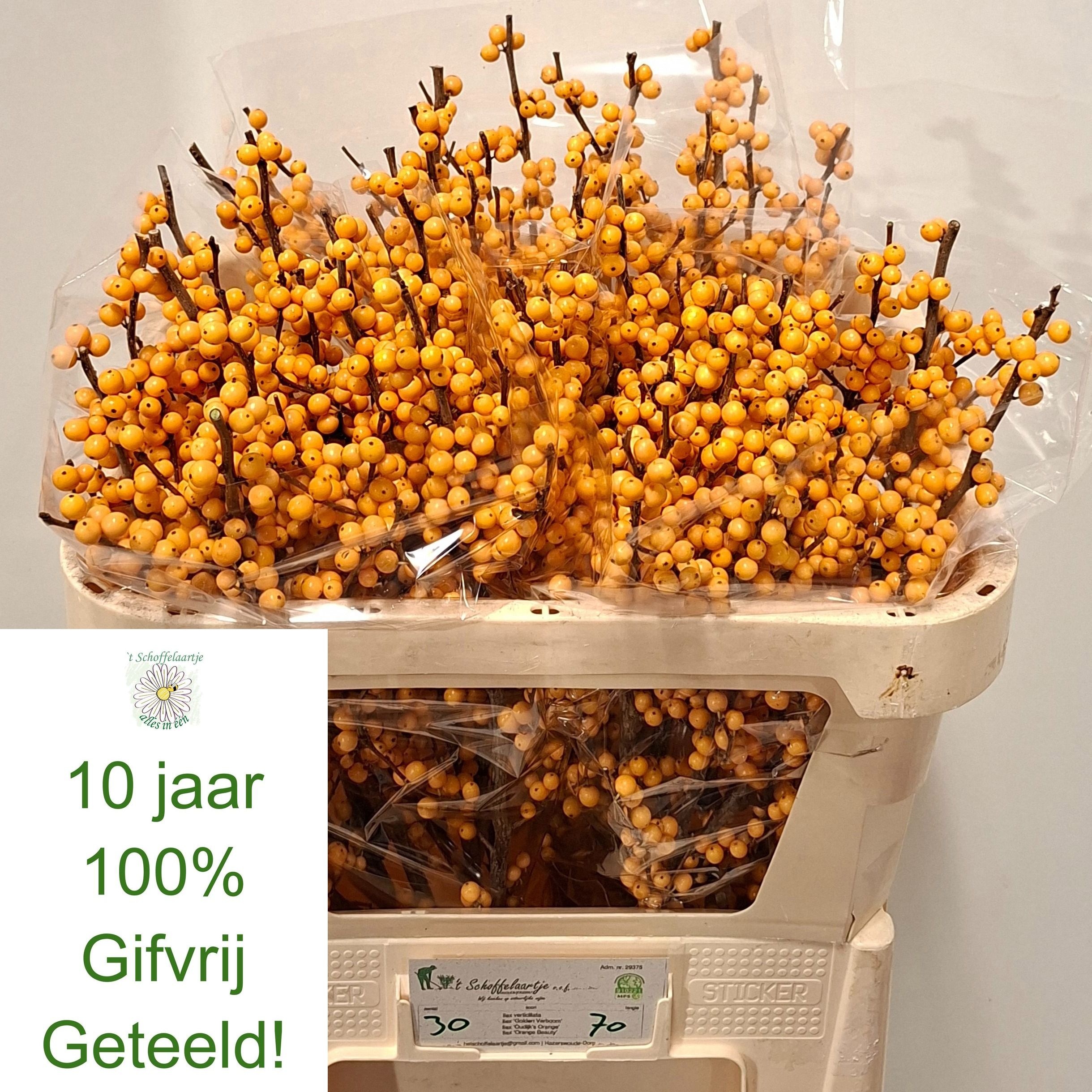 Ilex Golden Verboom 70cm