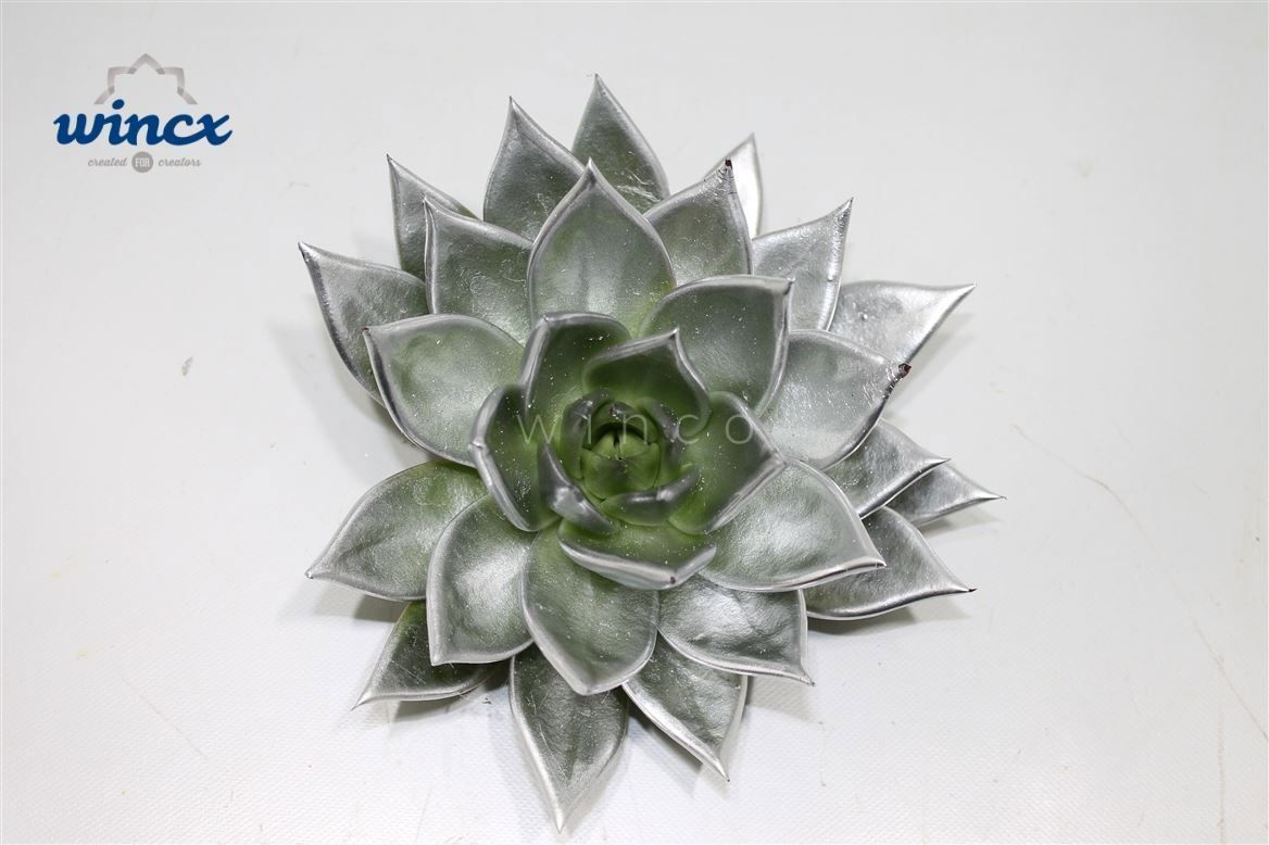 Echeveria Agavoides Paint Silver Cutflower