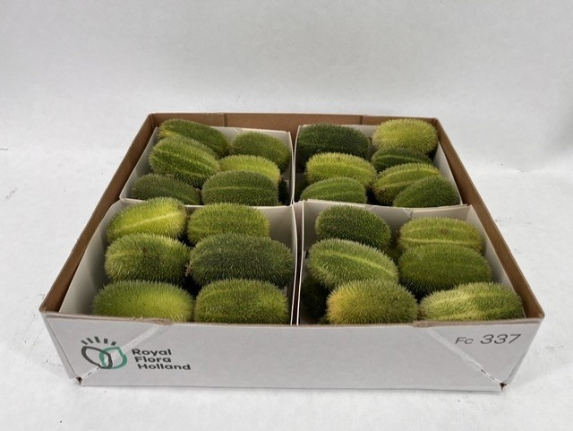 Cucumis Hirsutus