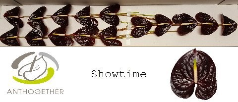 Anthurium Showtime 8Ø