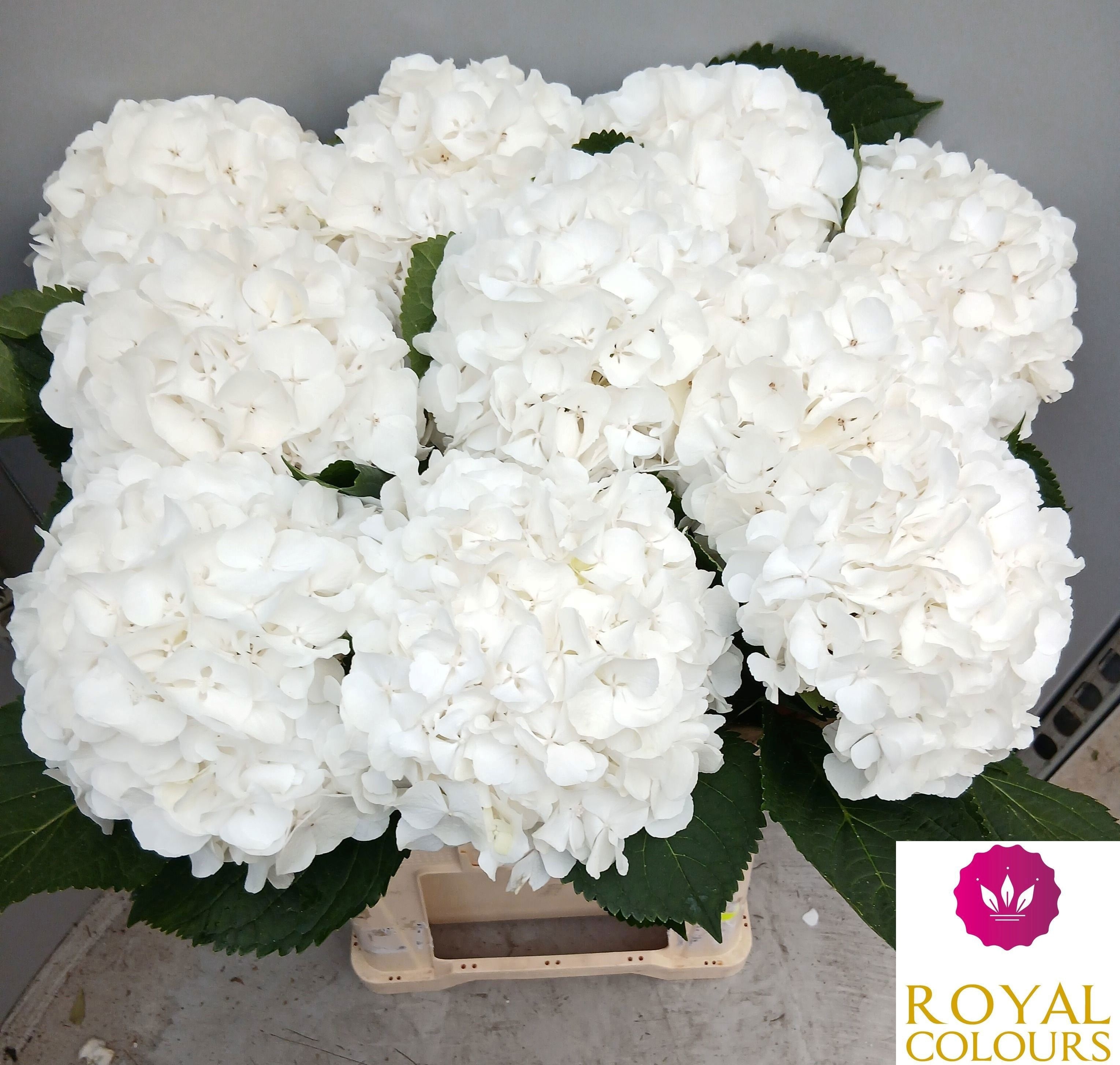 Hydrangea White Verena 50cm 18Ø