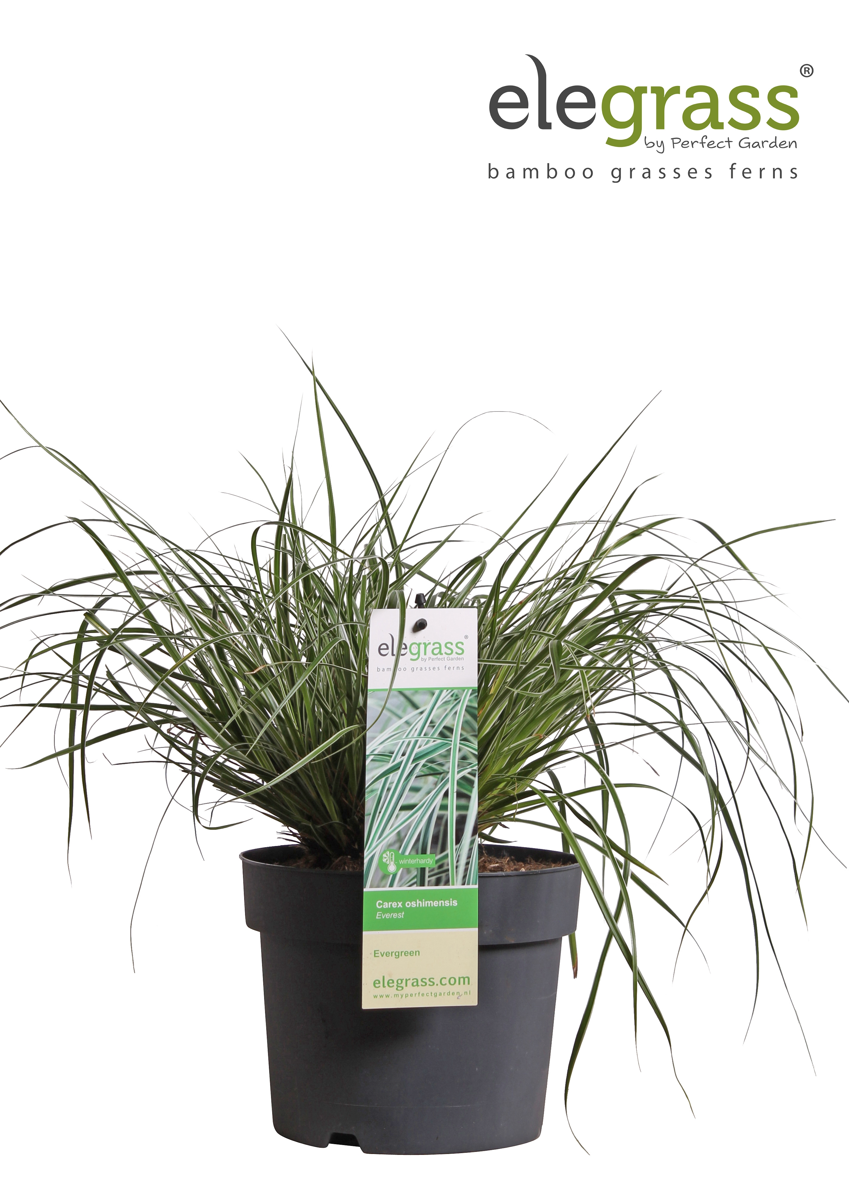 Picture of Carex oshimensis 'Everest' P19