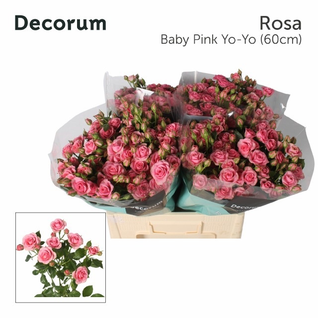 Rosa Spr Pink Yo-yo 60cm