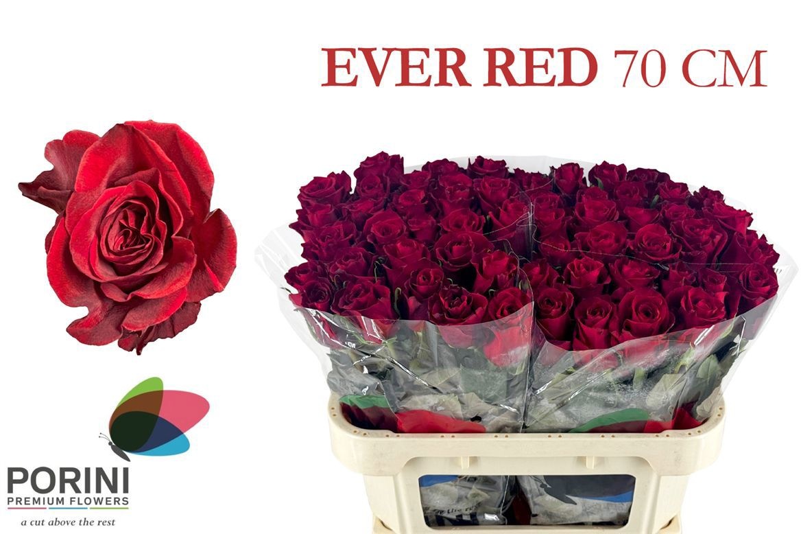 R Gr Ever Red