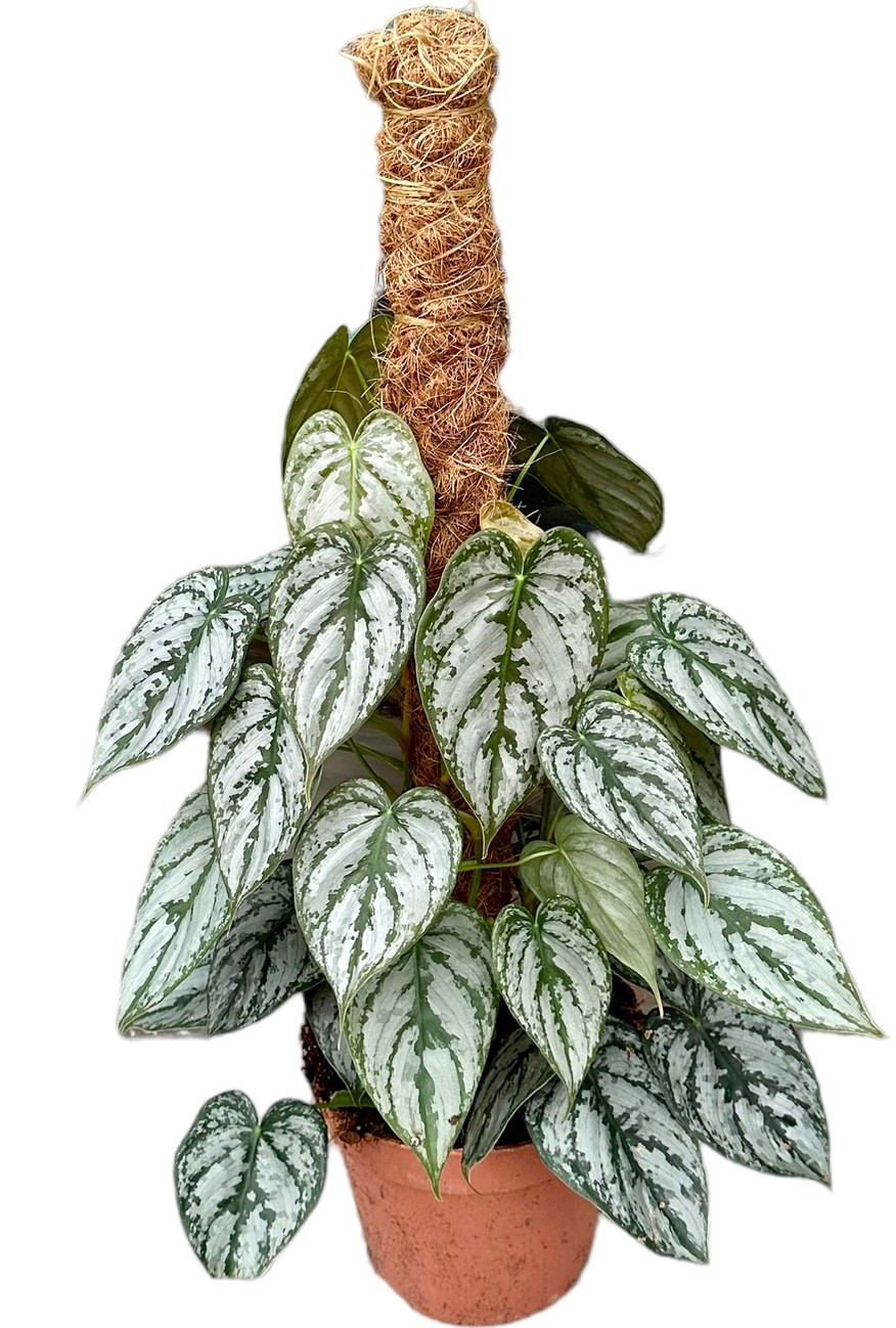 Picture of Philodendron Brandtianum Moss Stick 40 cm P17 40CM