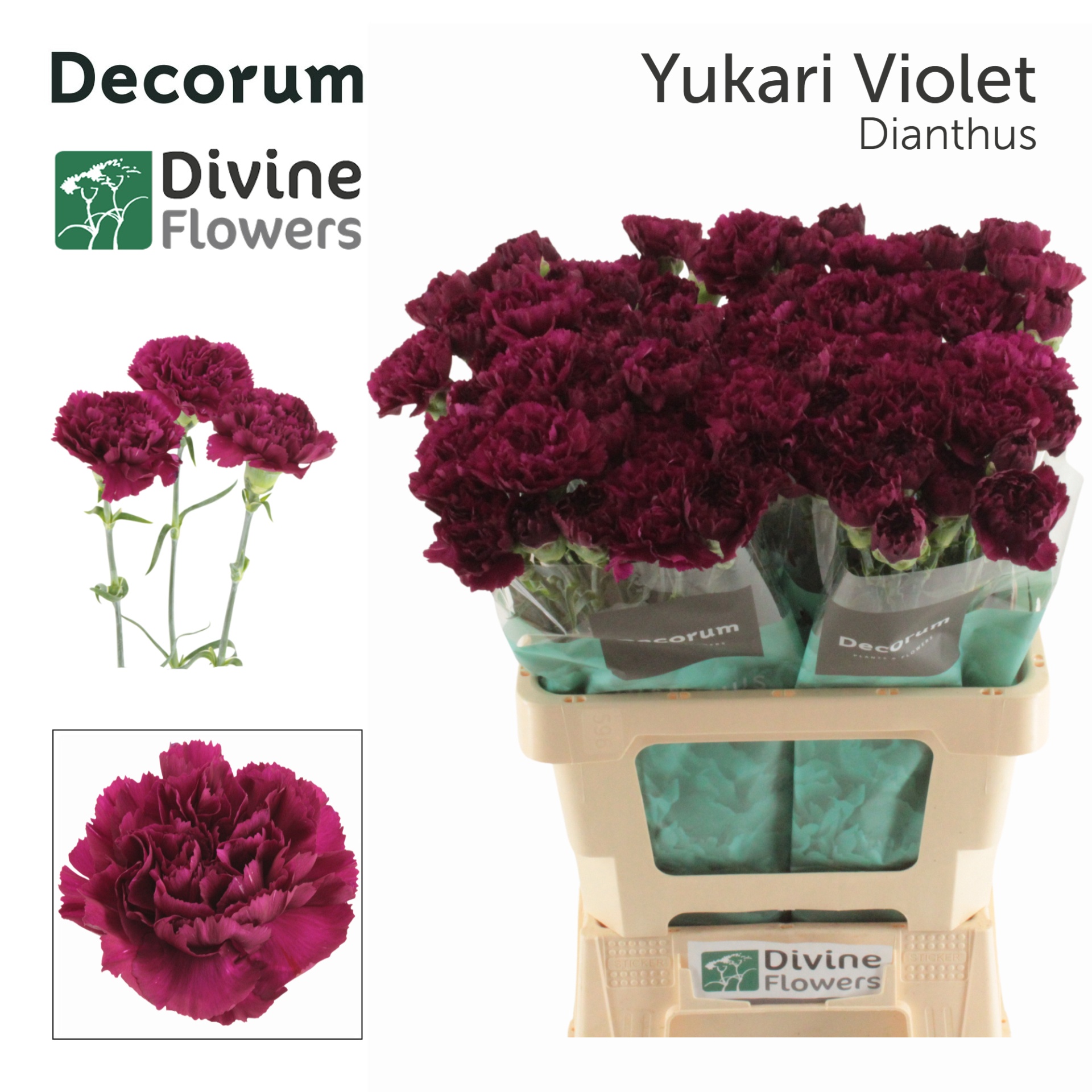 Di St Yukari Violet
