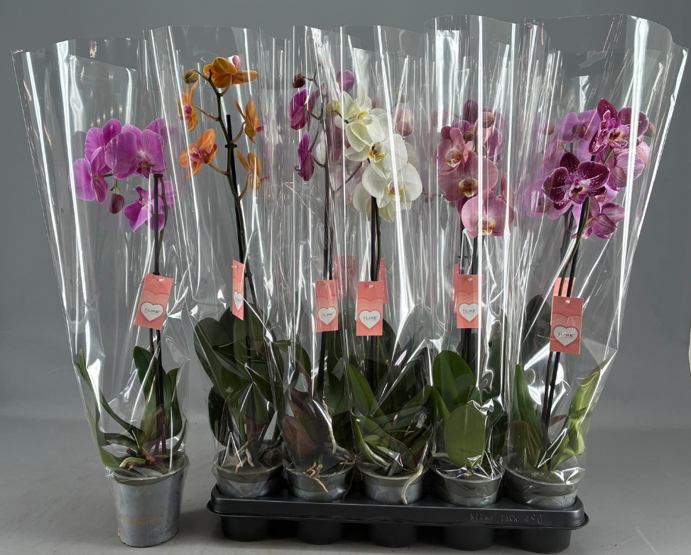 Phal Gem 5 Kl 12Ø 65cm