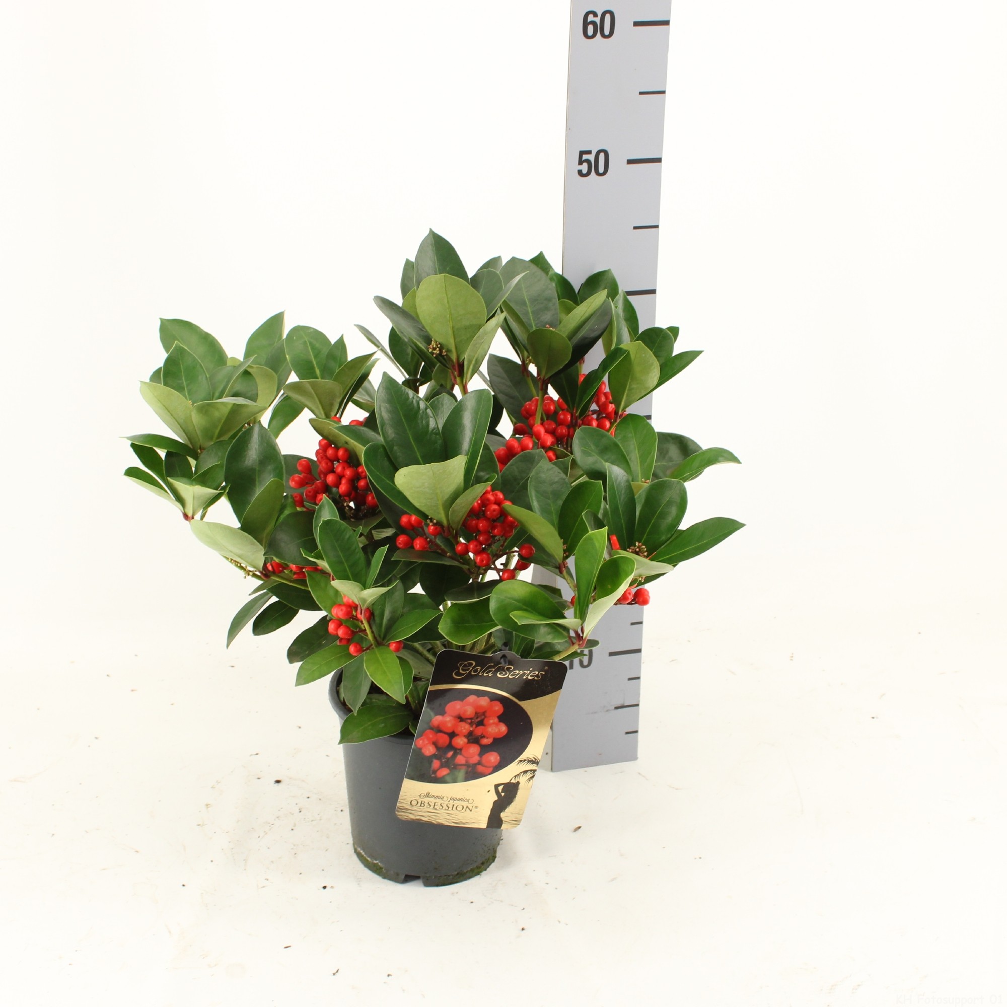 Picture of Skimmia japonica OBSESSION ® met bes en bloem P15