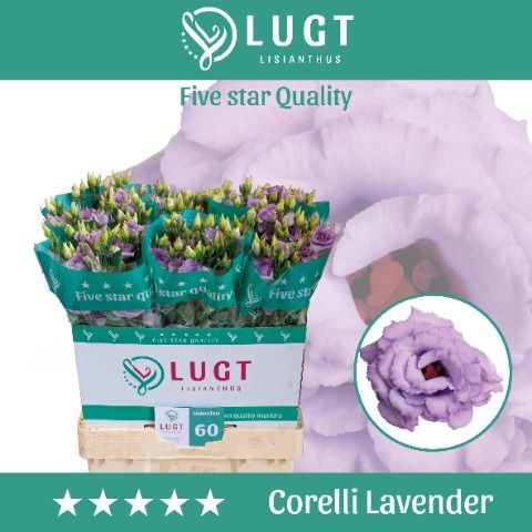 Eus G Corelli Lavend