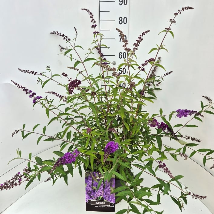 Picture of Buddleja d. Ile de France P29 (10 Ltr)