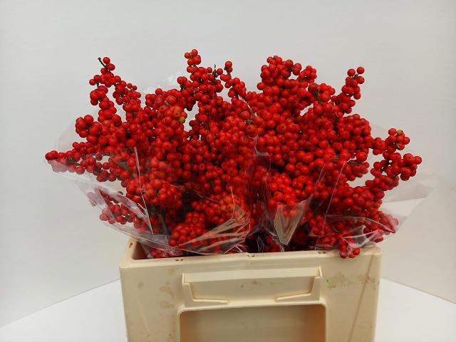 Ilex Bes Brit Buys 40cm