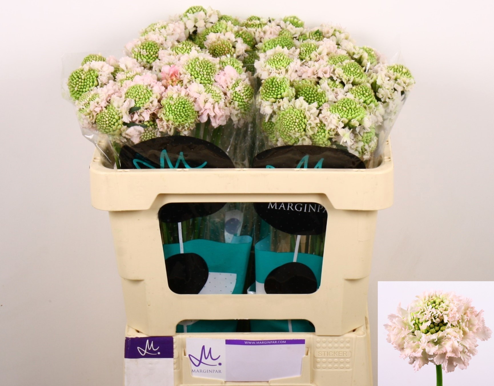 Scabiosa At F Va B Scoop 50cm