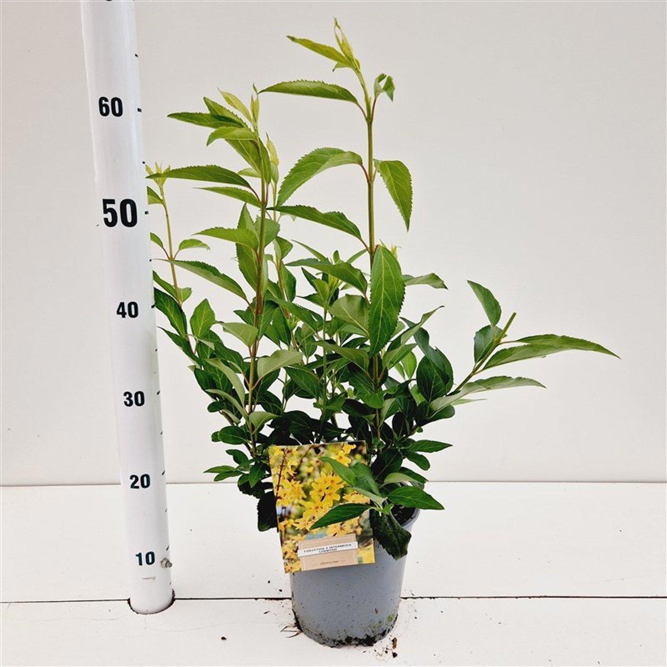 Picture of Forsythia intermedia 'Lynwood'