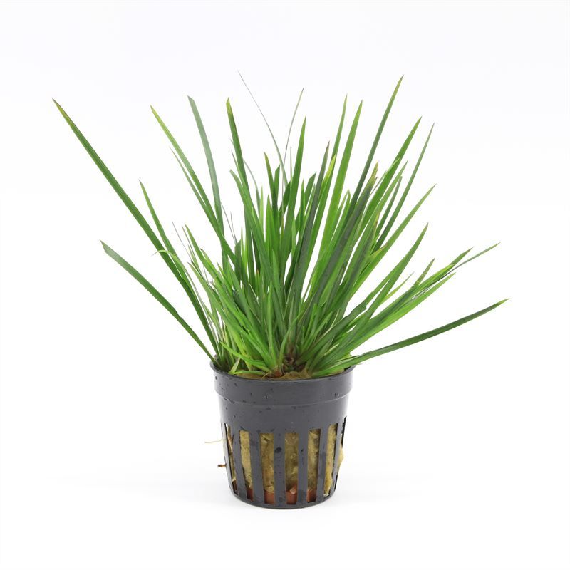 Acorus gramineus 'Pusillus'