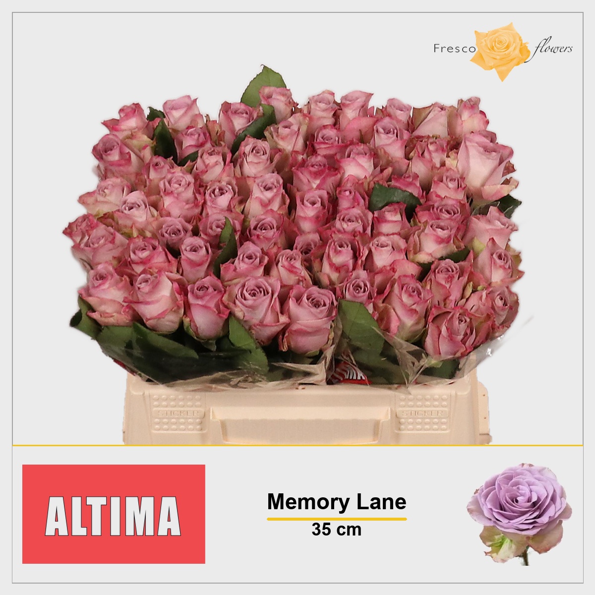 Rosa Memory Lane 35cm