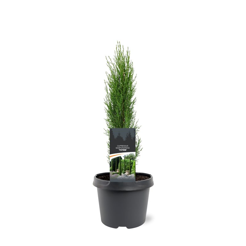 Picture of Cupressus sempervirens Totem P19 (3 Ltr)