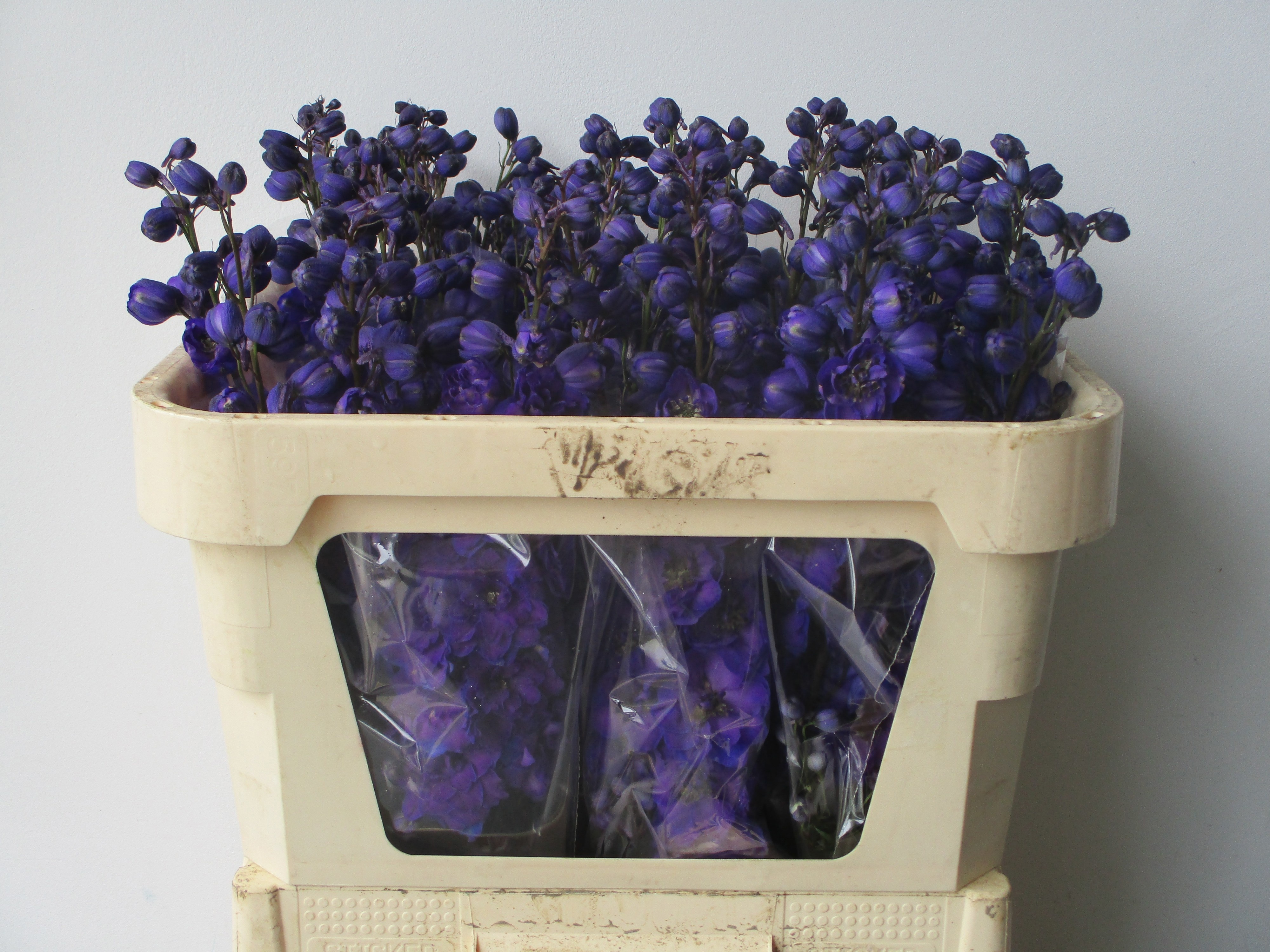 Delphinium El Delp Jewel 70cm