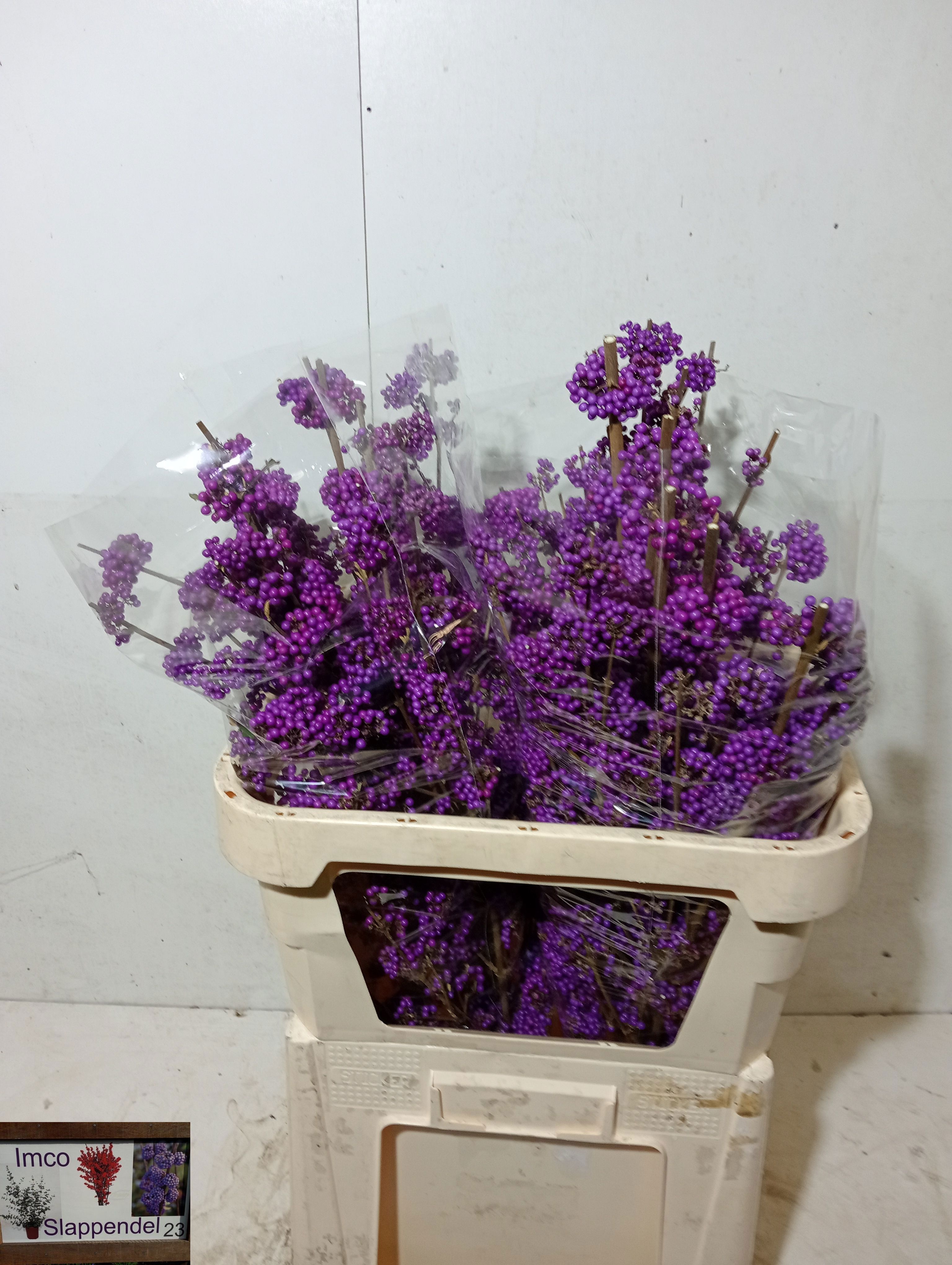 Callicarpa Bod Giraldi(imp) 80cm