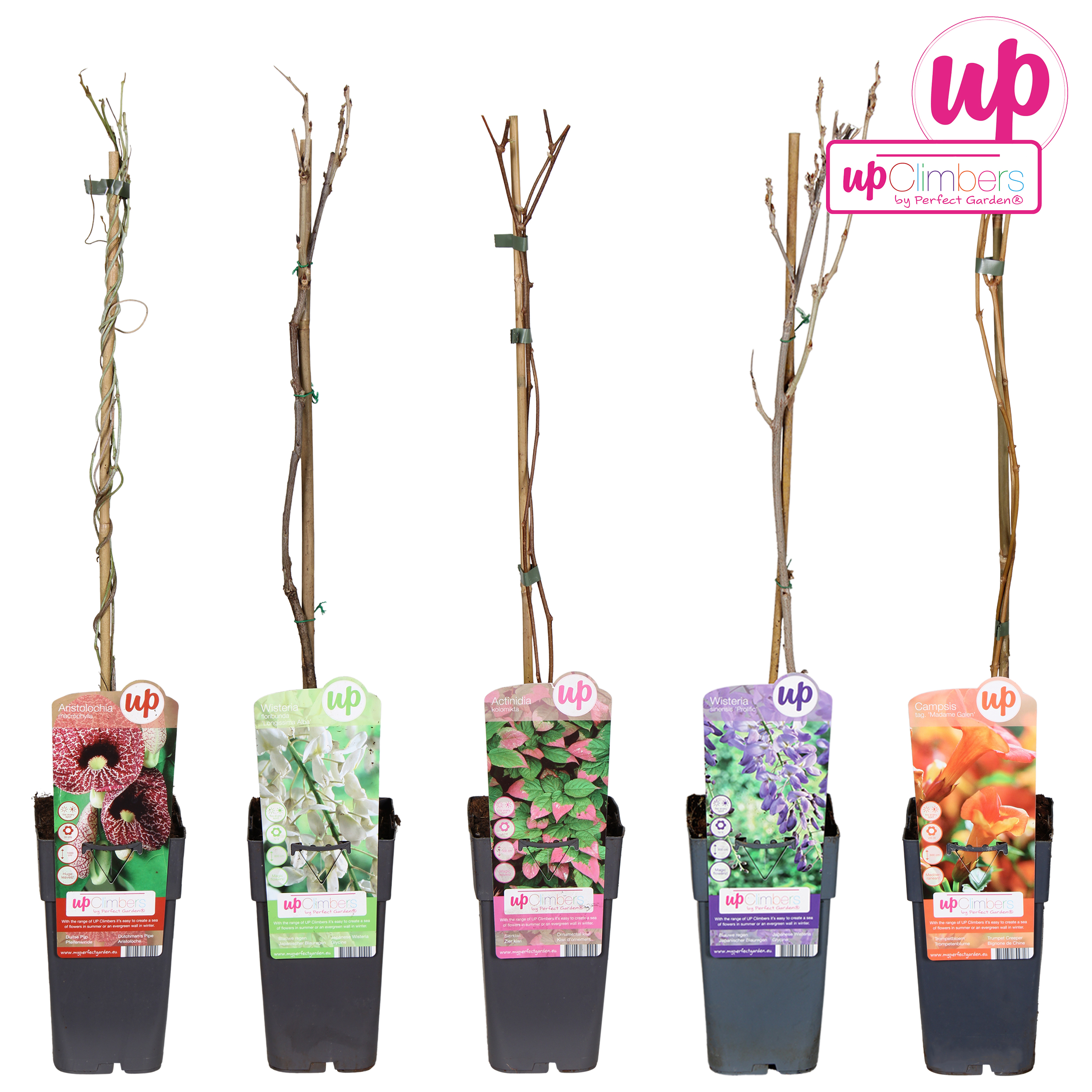 Picture of Klimplanten mix shelve exclusive P15