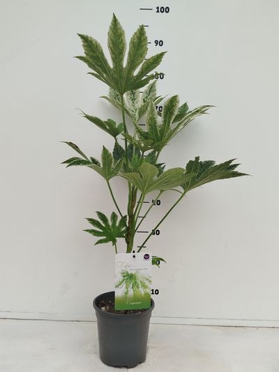 Fatsia japonica Spiders web