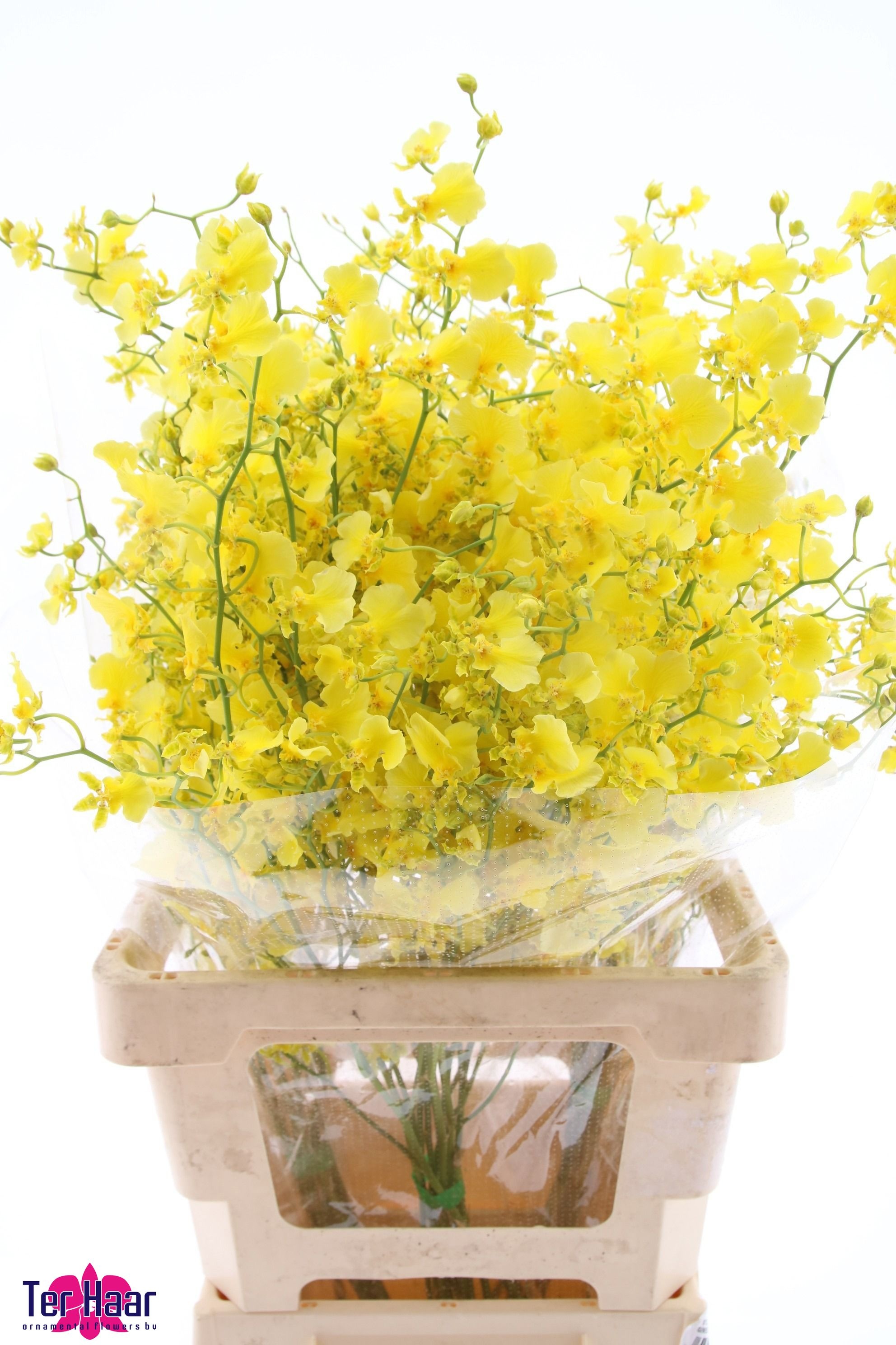 Oncidium Yellow 80cm