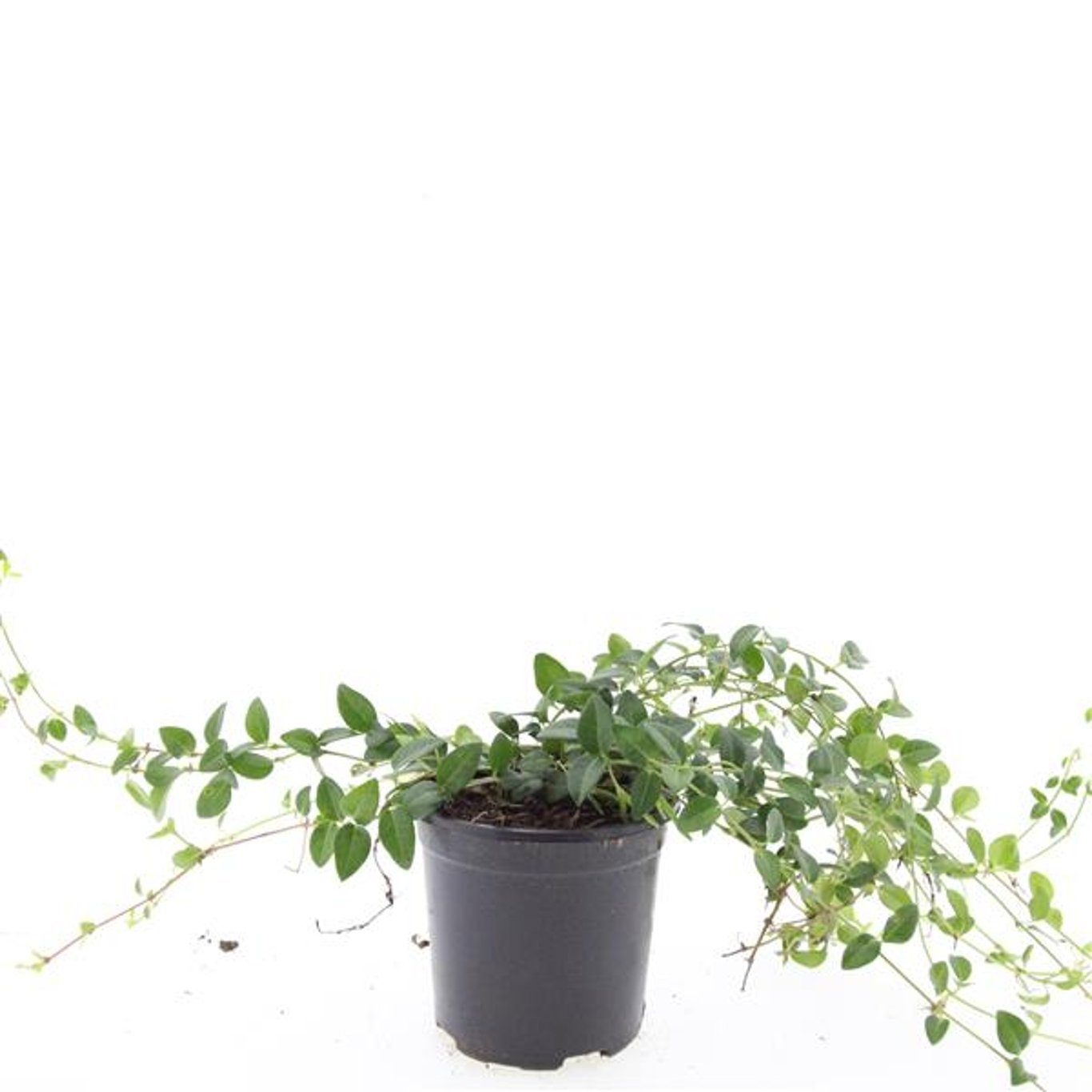 Vinca minor 'Alba'