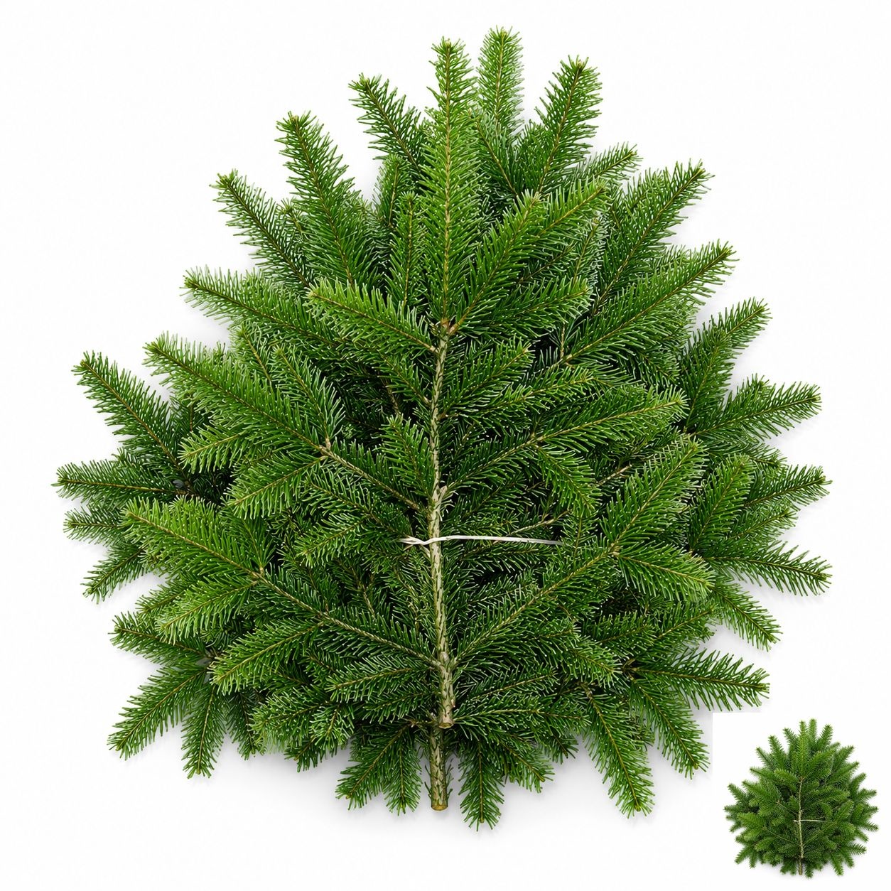 Christmas Greens Nordman