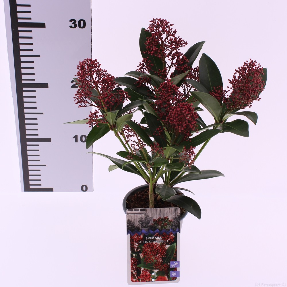 Picture of Skimmia jap. 'Rubella'