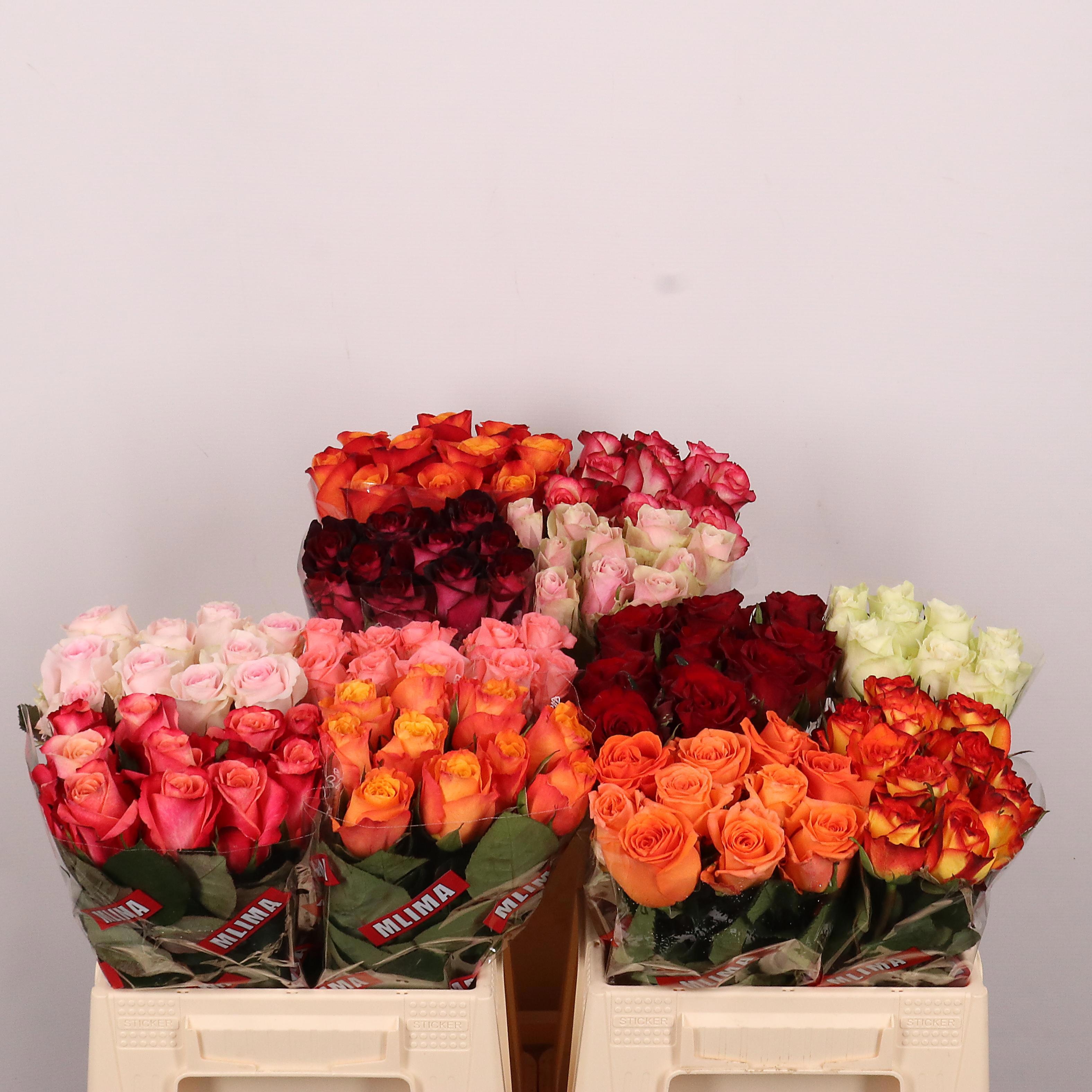 Rosa Mixed In Bucket 40cm