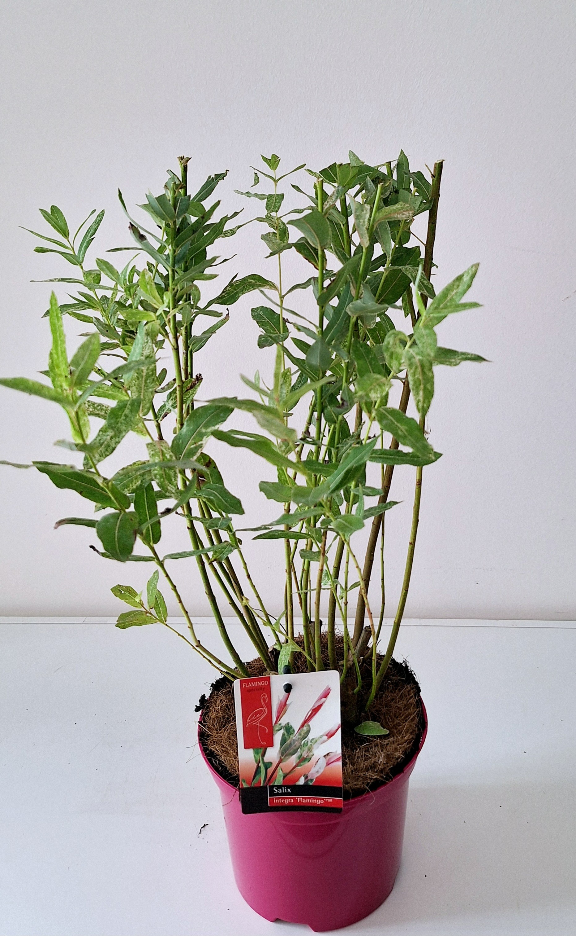 Picture of Salix Flamingo bush p17 Pink pot