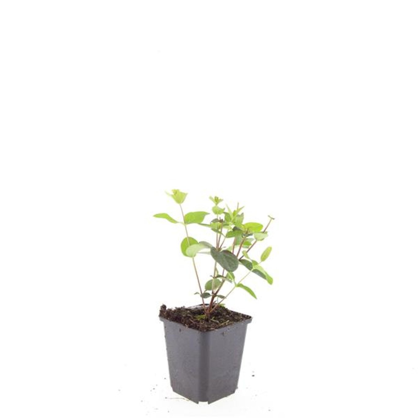 Hypericum inodorum 'Rheingold'